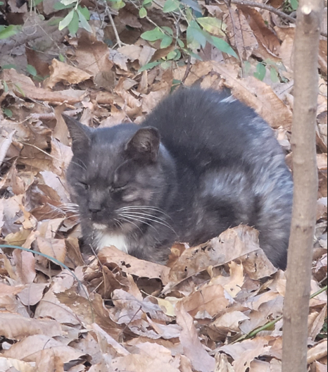 89067b8abdb2124e1b1ed404de46d771_1764056893_1402.png 89067b8abdb2124e1b1ed404de46d771_1764056893_1402.png