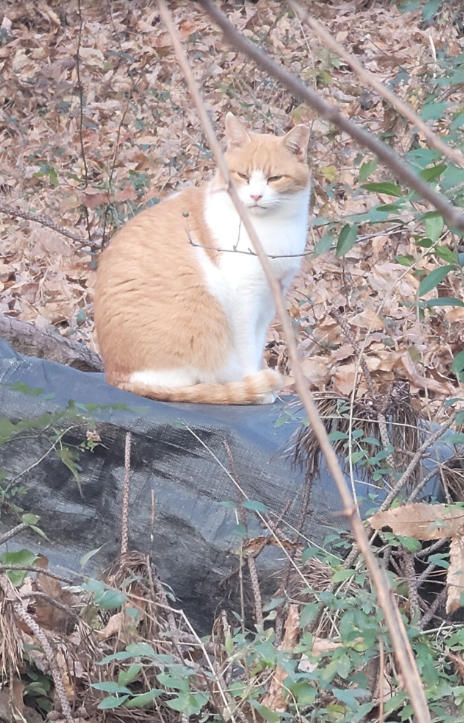 89067b8abdb2124e1b1ed404de46d771_1764056893_2955.png 89067b8abdb2124e1b1ed404de46d771_1764056893_2955.png